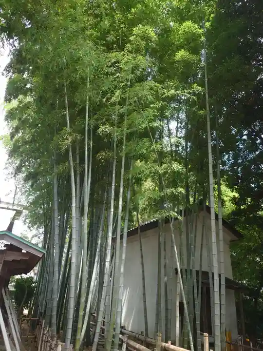 野々宮神社の自然