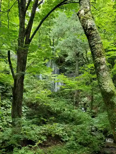 達沢不動滝の自然