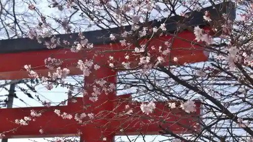 平野神社の鳥居