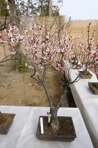 菅原天満宮（菅原神社）の自然