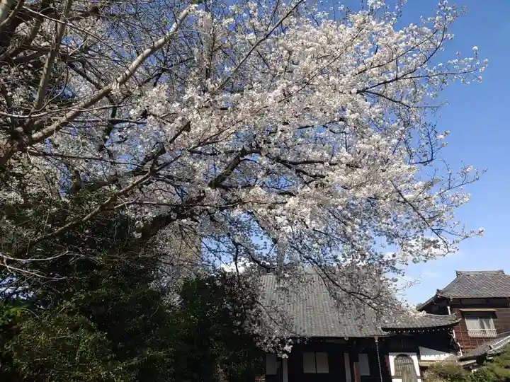 海蔵寺(東京都)