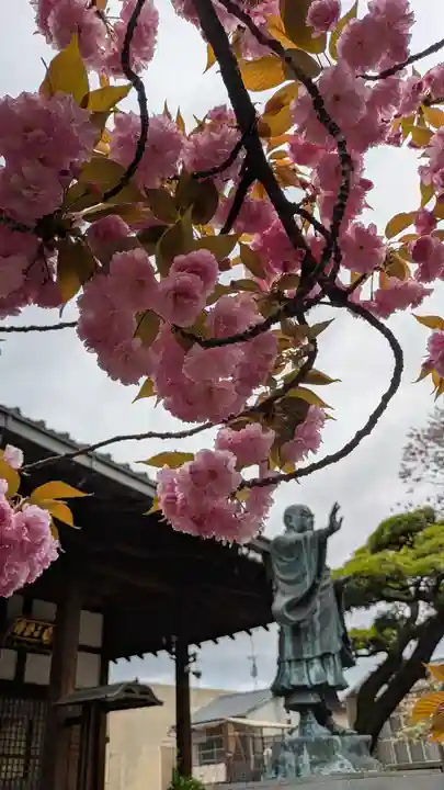 墨染寺(桜寺)(京都府)