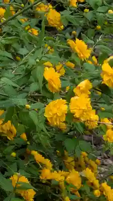 玉田神社(京都府)