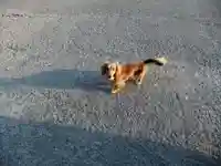 琴尾神社(長崎県)