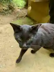 唐澤山神社の動物