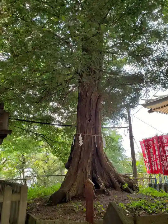 諏訪神社(東京都)