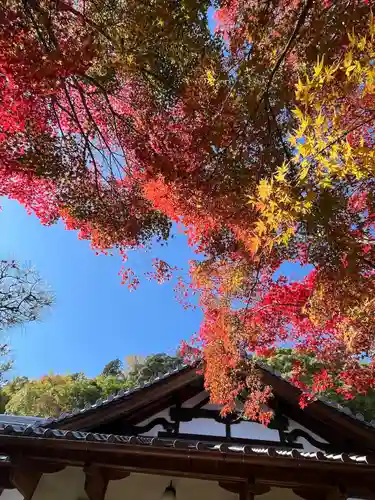 善法律寺(京都府)
