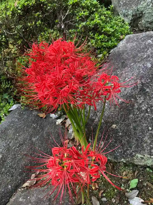 大聖寺(土浦大師不動尊)の自然