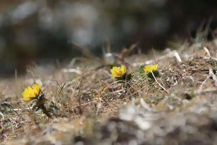関場神社の自然