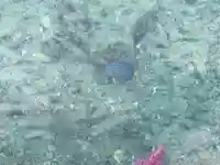 住吉神社(長崎県)