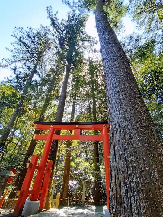 椿大神社の鳥居