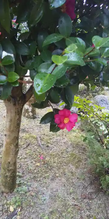 大鏑神社の自然