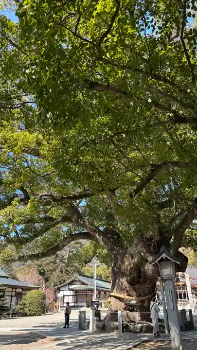 大麻比古神社(徳島県)