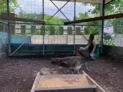 福井県護国神社の動物