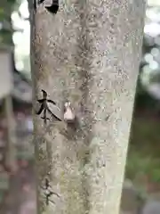 玉祖神社の動物