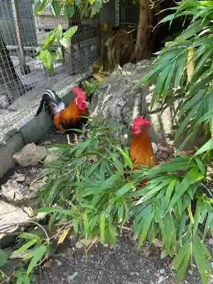 高知大神宮(高知県)