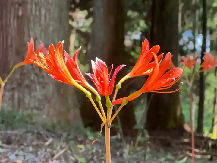 山宮浅間神社(静岡県)