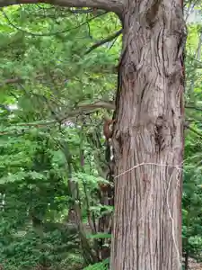 厚別神社(北海道)(2025年09月09日(火) 13時33分42秒投稿)