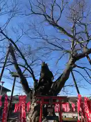 秩父今宮神社の自然