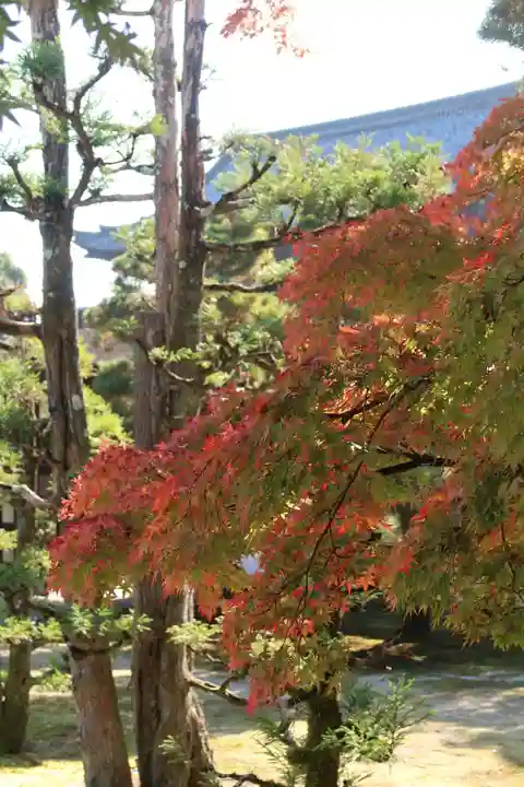 仁和寺の自然