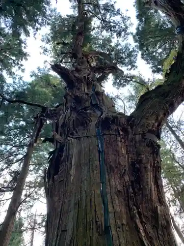 志和稲荷神社の自然