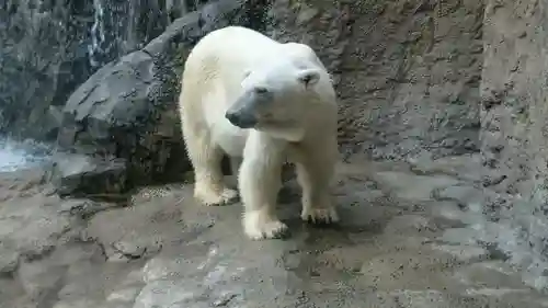 旭川神社の動物