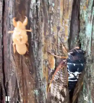 吉沼八幡神社(茨城県)
