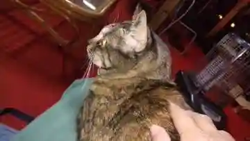 大王寺(石川県)