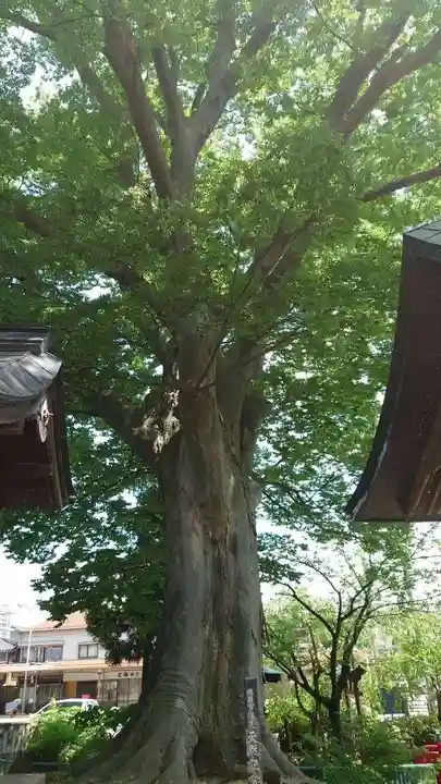 山王日枝神社の自然