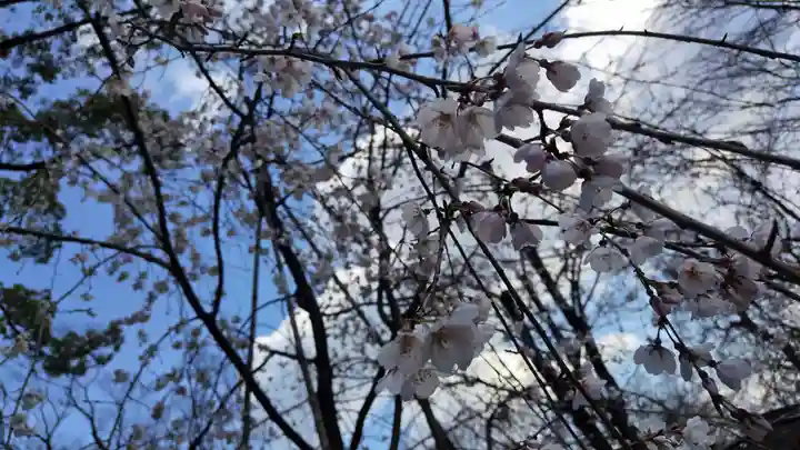 平野神社(京都府)