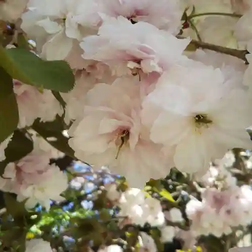 九重神社の自然