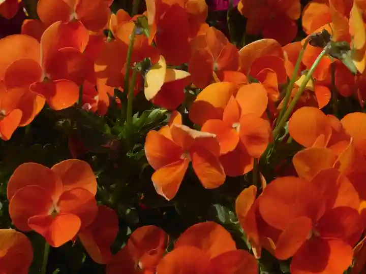 宇都母知神社(神奈川県)