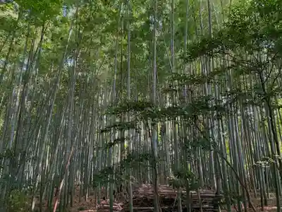 桑原神社の自然