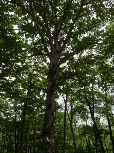 八幡神社の自然