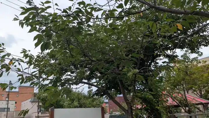 湯前薬師如来堂の自然