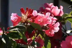 多田野本神社の庭園