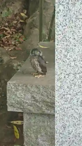 麻賀多神社の動物