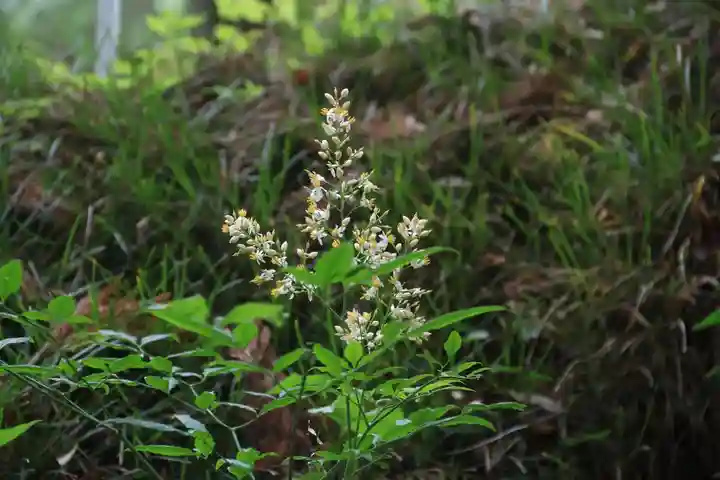 阿久津「田村神社」(郡山市阿久津町)旧社名:伊豆箱根三嶋三社の自然