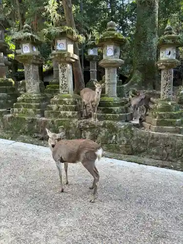 春日大社(奈良県)