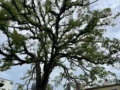 大雄寺(東京都)