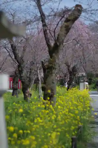 平野神社(京都府)