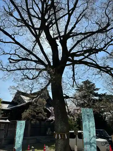 諏訪神社の自然