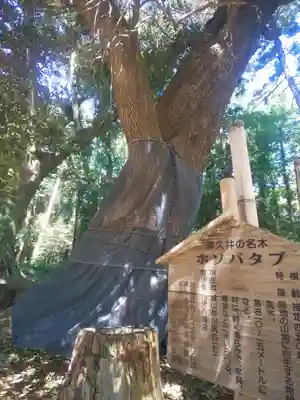 川尻八幡宮の自然