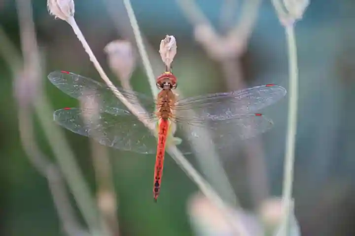阿邪訶根神社の自然