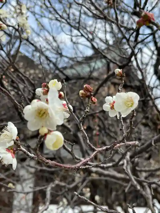 梅宮大社の自然