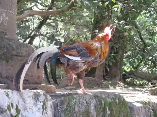 石上神宮の動物