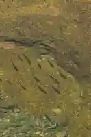 烏帽子杜三島神社(愛媛県)