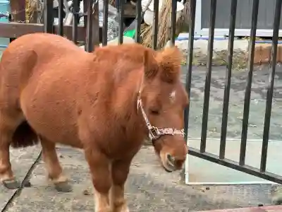五方山熊野神社(東京都)