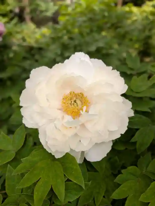 東長谷寺 薬王院(東京都)