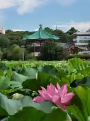 寛永寺不忍池弁天堂(東京都)